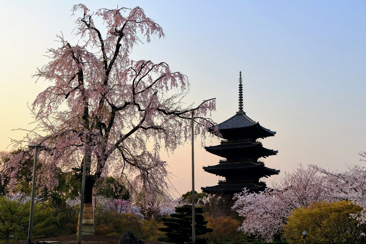 投稿写真：早朝の東寺（京都市南区）