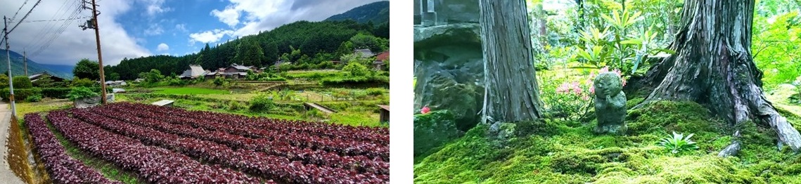大原エリア
