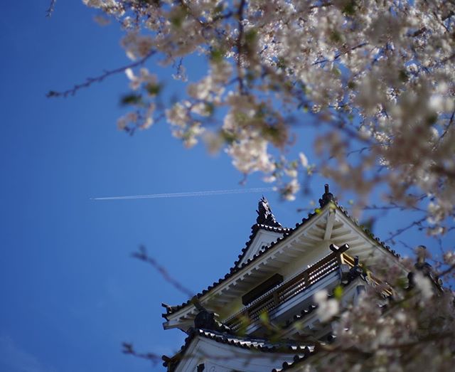 青き空映える杵築城（大分県 杵築市）