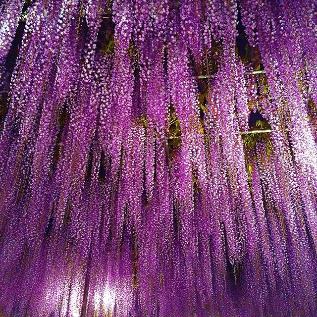 あしかがフラワーパーク 夜藤のライトアップ（栃木県 足利市）