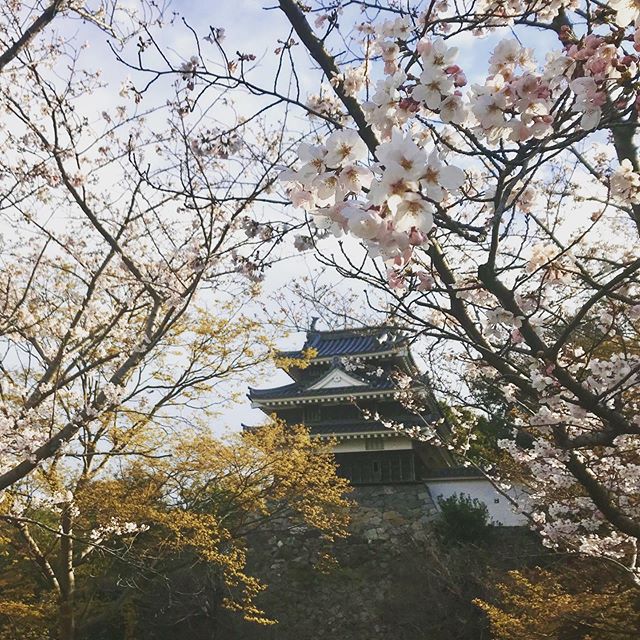 西尾の桜（愛知県 西尾市）