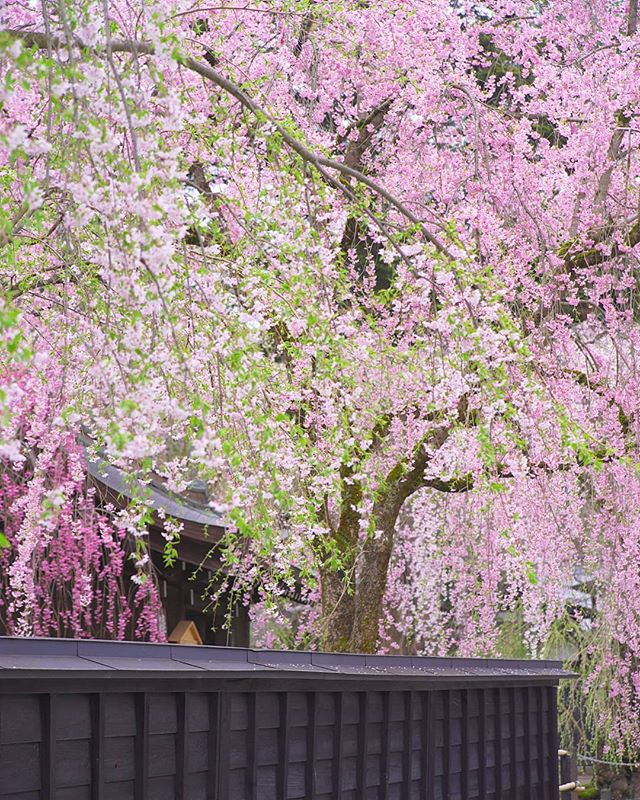 角館武家屋敷の枝垂れ桜（秋田県 角館町）
